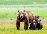 Katmai Bears 2020