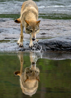 Minnesota Wildlife