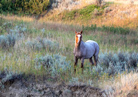 Feral horse